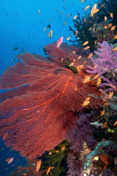 Gorgonian reef scene by Andy Lerner 
